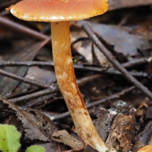 Gymnopilus sp. at Cotter River, ACT - 27 Apr 2017