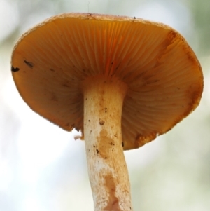 Gymnopilus sp. at Cotter River, ACT - 27 Apr 2017