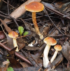 Gymnopilus sp. at Cotter River, ACT - 27 Apr 2017