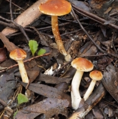 Gymnopilus sp. at Cotter River, ACT - 27 Apr 2017