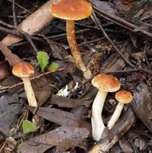 Gymnopilus sp. at Cotter River, ACT - 27 Apr 2017