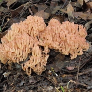 Ramaria sp. at Cotter River, ACT - 27 Apr 2017 09:18 AM