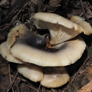 Omphalotus nidiformis at Cotter River, ACT - 27 Apr 2017 12:55 PM