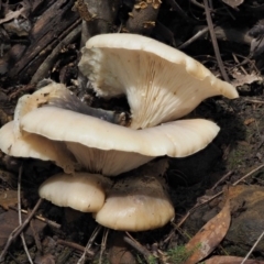 Omphalotus nidiformis at Cotter River, ACT - 27 Apr 2017