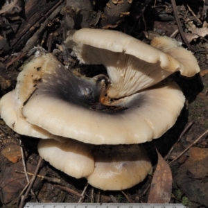 Omphalotus nidiformis at Cotter River, ACT - 27 Apr 2017 12:55 PM