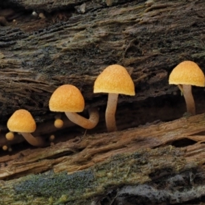 Gymnopilus sp. at Cotter River, ACT - 27 Apr 2017