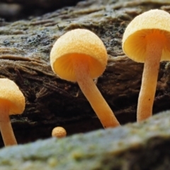 Gymnopilus sp. at Cotter River, ACT - 27 Apr 2017