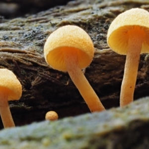 Gymnopilus sp. at Cotter River, ACT - 27 Apr 2017