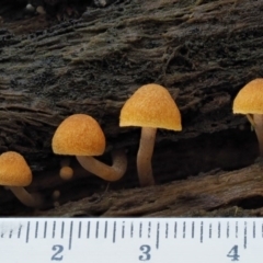 Gymnopilus sp. at Cotter River, ACT - 27 Apr 2017