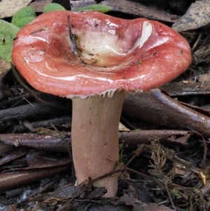 Russula sp. at Cotter River, ACT - 27 Apr 2017