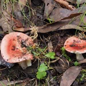 Russula sp. at Cotter River, ACT - 27 Apr 2017