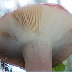 Russula sp. at Cotter River, ACT - 27 Apr 2017