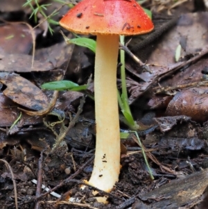 Amanita xanthocephala at Cotter River, ACT - 27 Apr 2017