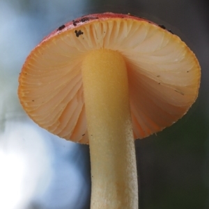 Amanita xanthocephala at Cotter River, ACT - 27 Apr 2017