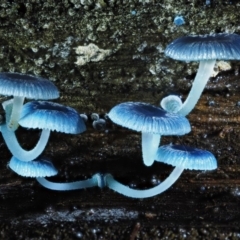 Mycena interrupta (Pixie's Parasol) at Cotter River, ACT - 26 Apr 2017 by KenT