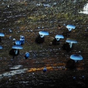 Mycena interrupta at Cotter River, ACT - 27 Apr 2017