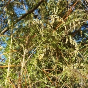 Cassinia sifton at Jerrabomberra, ACT - 7 May 2017