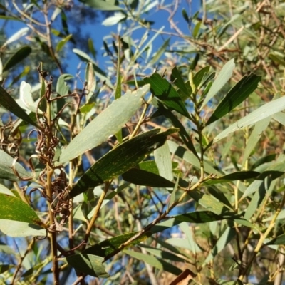 Acacia longifolia subsp. longifolia (Sydney Golden Wattle) at Jerrabomberra, ACT - 7 May 2017 by Mike