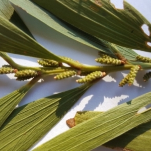 Acacia longifolia subsp. longifolia at Jerrabomberra, ACT - 7 May 2017