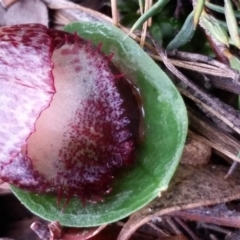 Corysanthes hispida (Bristly Helmet Orchid) at Mount Jerrabomberra QP - 6 May 2017 by roachie