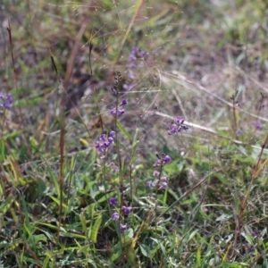 Glycine tabacina at Gundaroo, NSW - 8 Apr 2017 04:16 PM