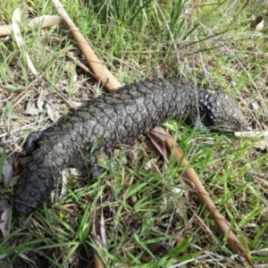 Tiliqua rugosa at Sutton, NSW - 21 Aug 2015