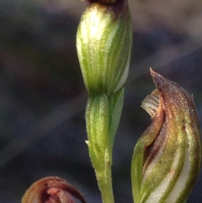 Speculantha rubescens (Blushing Tiny Greenhood) at Burra, NSW - 7 May 2017 by Safarigirl