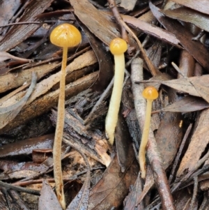 Stropharia sp. at Coree, ACT - 28 Apr 2017 01:22 PM