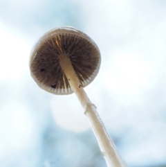 Stropharia sp. at Coree, ACT - 28 Apr 2017 01:22 PM