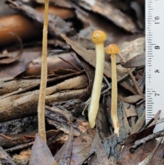 Stropharia sp. at Coree, ACT - 28 Apr 2017 01:22 PM