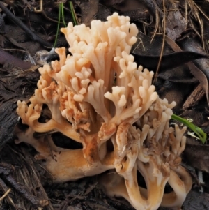 Ramaria sp. at Coree, ACT - 28 Apr 2017