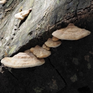 Truncospora ochroleuca at Coree, ACT - 28 Apr 2017