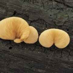 Crepidotus sp. (Crepidotus) at Cotter River, ACT - 28 Apr 2017 by KenT