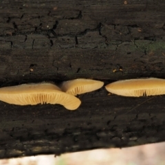 Crepidotus sp. at Cotter River, ACT - 28 Apr 2017 10:45 AM