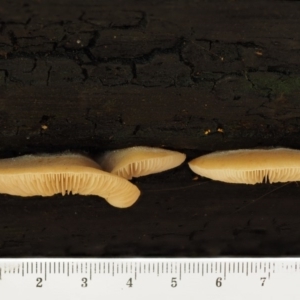 Crepidotus sp. at Cotter River, ACT - 28 Apr 2017 10:45 AM