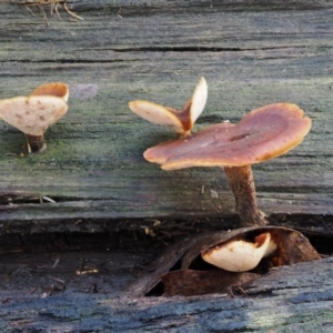 Picipes 'melanopus group' at Cotter River, ACT - 28 Apr 2017