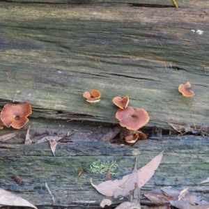 Picipes 'melanopus group' at Cotter River, ACT - 28 Apr 2017