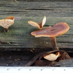 Picipes 'melanopus group' at Cotter River, ACT - 28 Apr 2017