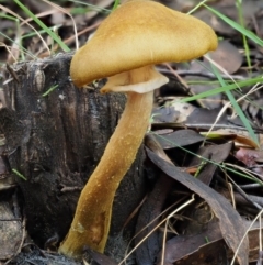 Armillaria luteobubalina (Australian Honey Fungus) at Coree, ACT - 28 Apr 2017 by KenT