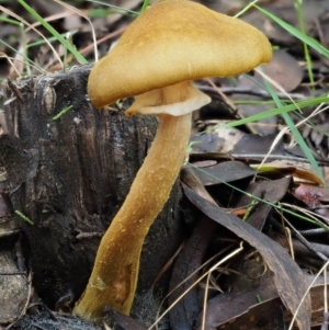 Armillaria luteobubalina at Coree, ACT - 28 Apr 2017 01:22 PM