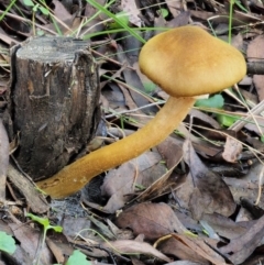 Armillaria luteobubalina at Coree, ACT - 28 Apr 2017 01:22 PM