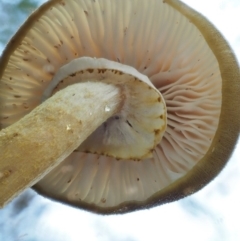 Armillaria luteobubalina at Coree, ACT - 28 Apr 2017