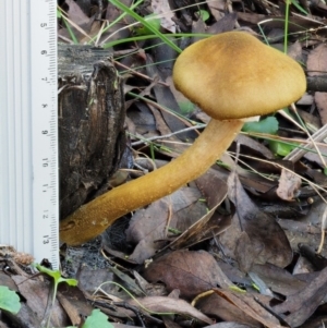 Armillaria luteobubalina at Coree, ACT - 28 Apr 2017 01:22 PM