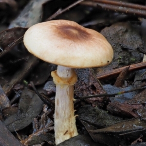 Agaricus sp. at Coree, ACT - 28 Apr 2017