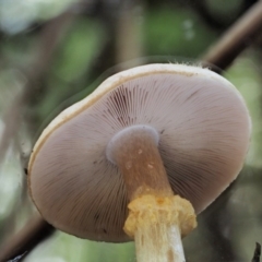 Agaricus sp. at Coree, ACT - 28 Apr 2017 01:25 PM