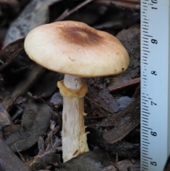 Agaricus sp. at Coree, ACT - 28 Apr 2017 01:25 PM