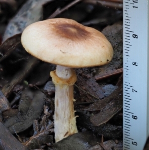 Agaricus sp. at Coree, ACT - 28 Apr 2017