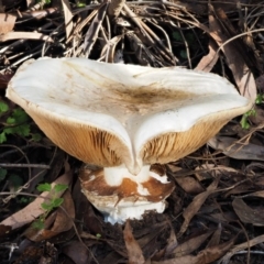 Austrocortinarius australiensis at Cotter River, ACT - 27 Apr 2017 by KenT