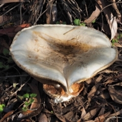 Austrocortinarius australiensis at Cotter River, ACT - 28 Apr 2017 08:40 AM