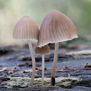 Mycena sp. ‘grey or grey-brown caps’ at Cotter River, ACT - 28 Apr 2017